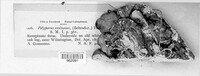 Polyporus resinosus image